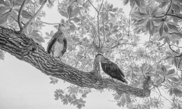 Digital Art: Black and White
