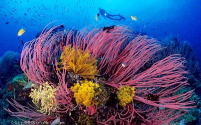 Gary Bell: Underwater Landscape Photography
