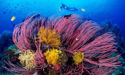 Gary Bell: Underwater Landscape Photography