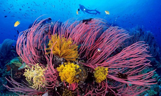 Gary Bell: Underwater Landscape Photography