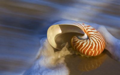 Creative Life: Should we go with the flow