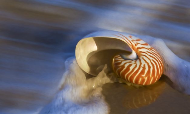 Creative Life: Should we go with the flow