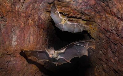 Australian Bats