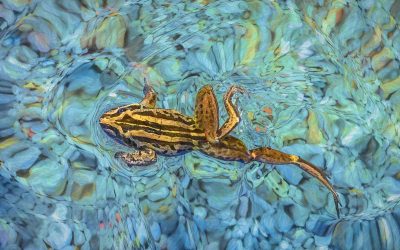 Photographing Australian Frogs
