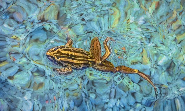 Photographing Australian Frogs