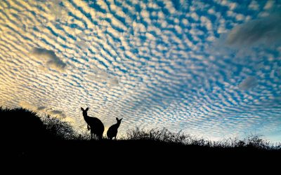 Photography: The Art of Seeing Art