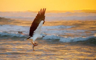 Bird Photography: Tips and Techniques