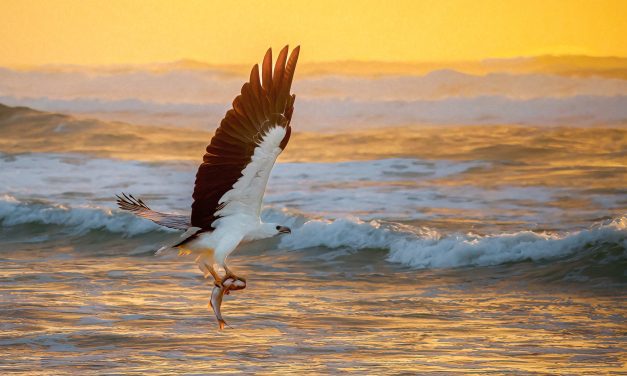 Bird Photography: Tips and Techniques